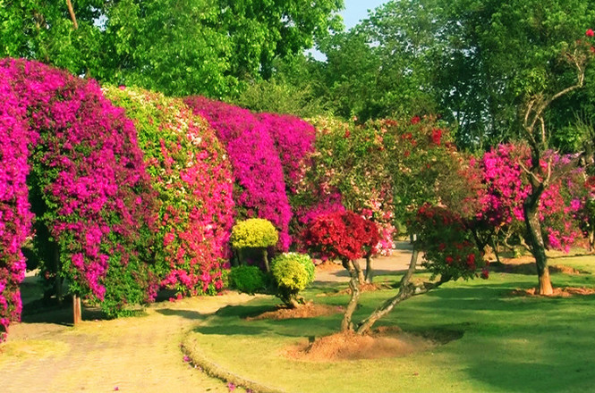 西双版纳热带花卉园好玩吗,西双版纳热带花卉园景点样