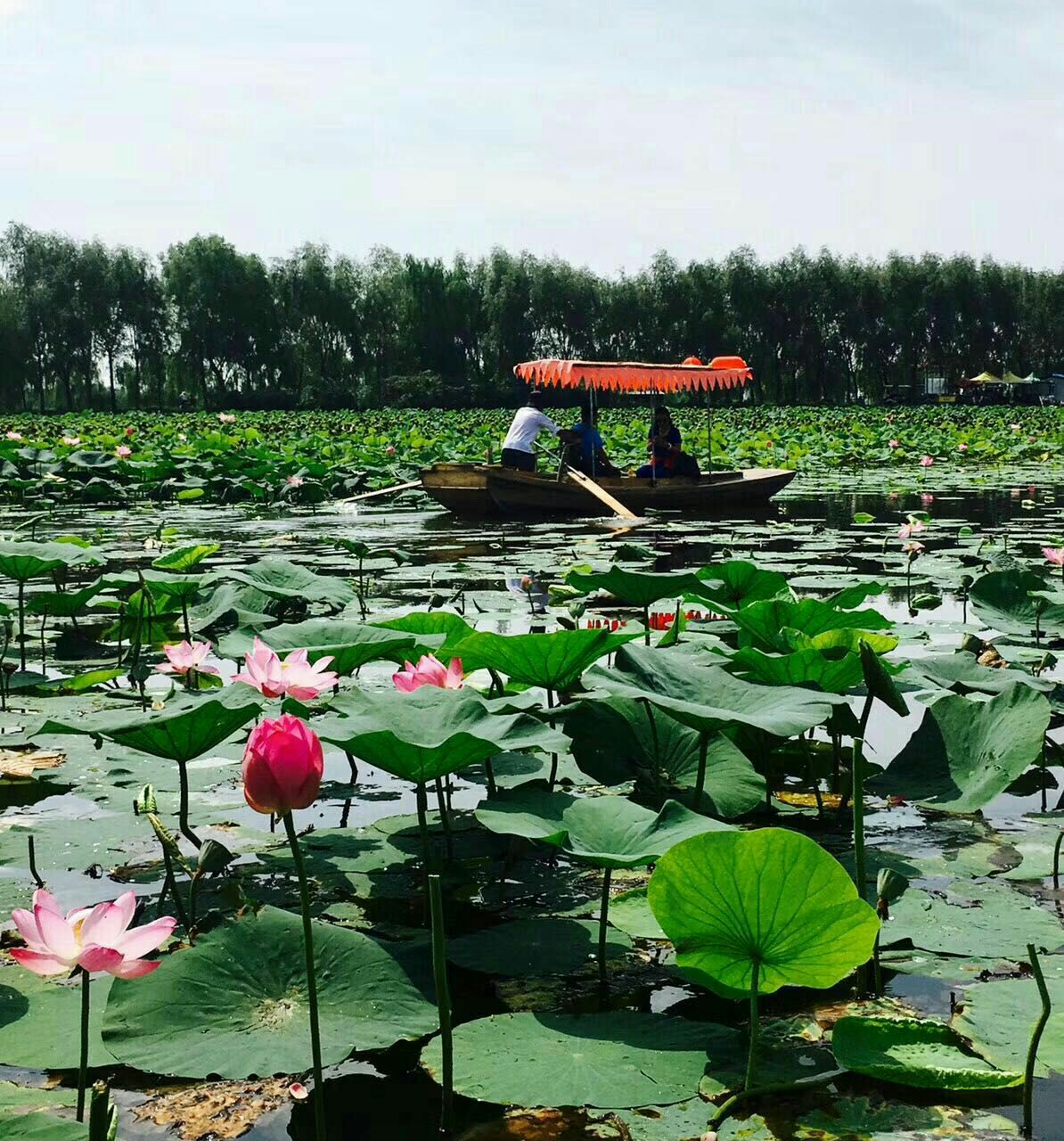 铁岭莲花湿地