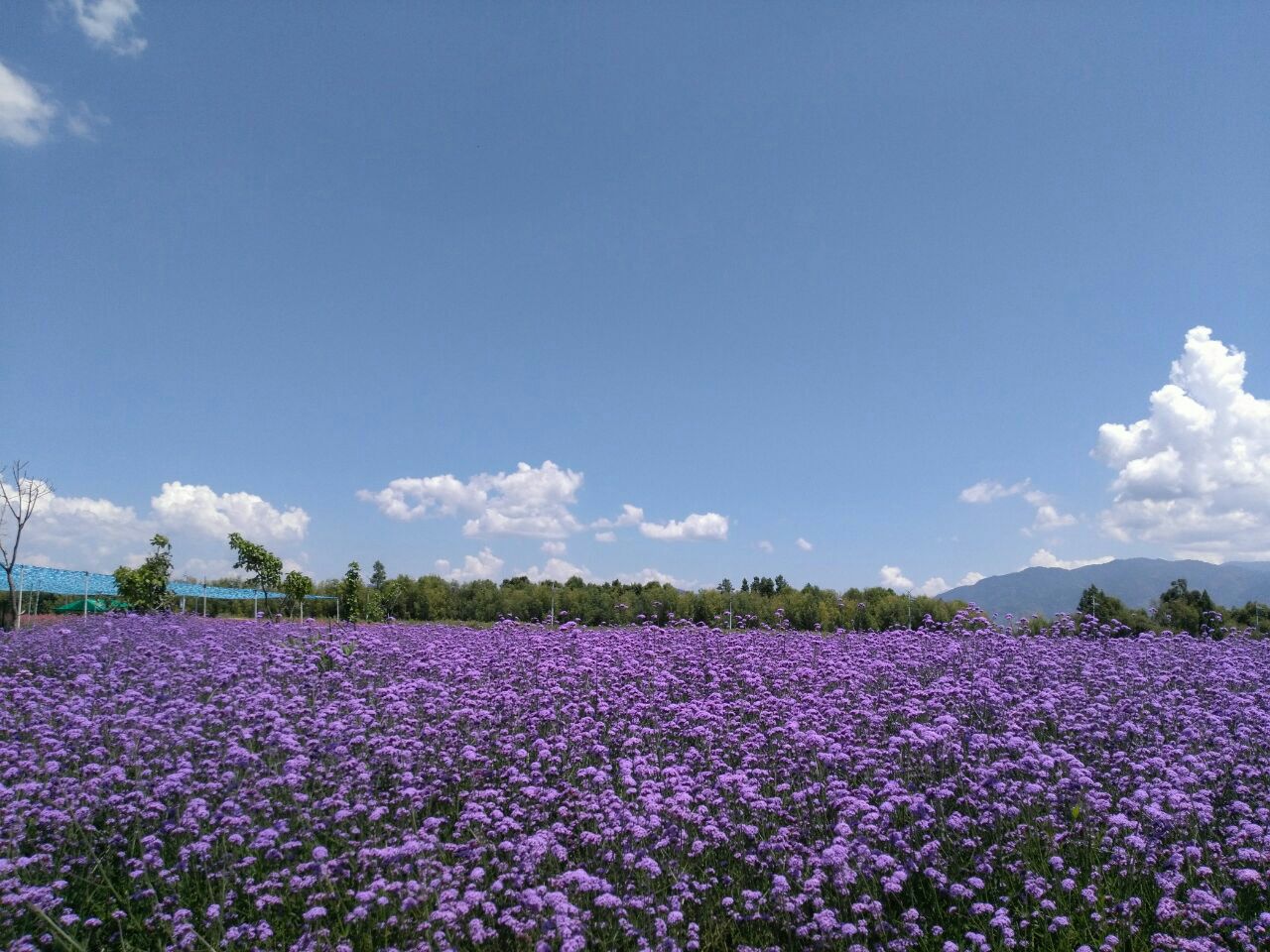 花语牧场