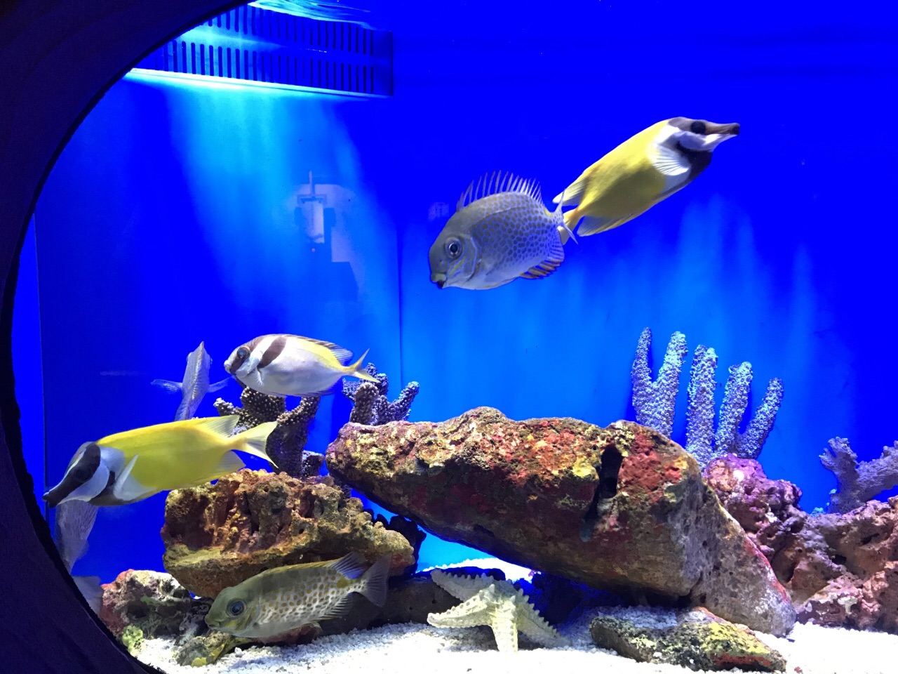 上海海洋水族馆