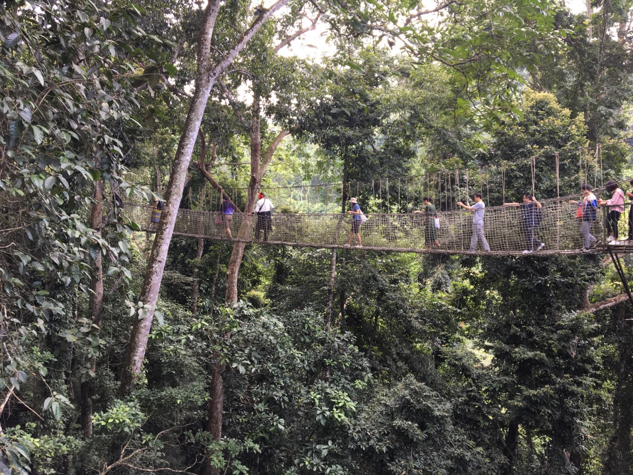 西双版纳热带雨林国家公园望天树景区