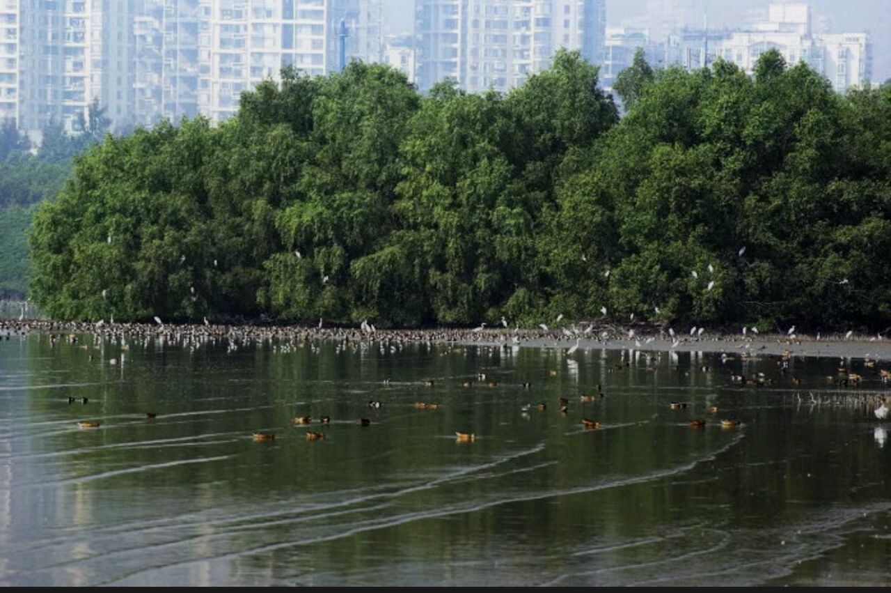 红树林风景区票价:无 租车45元/2小时/2人观赏:全天,落日的时候最佳