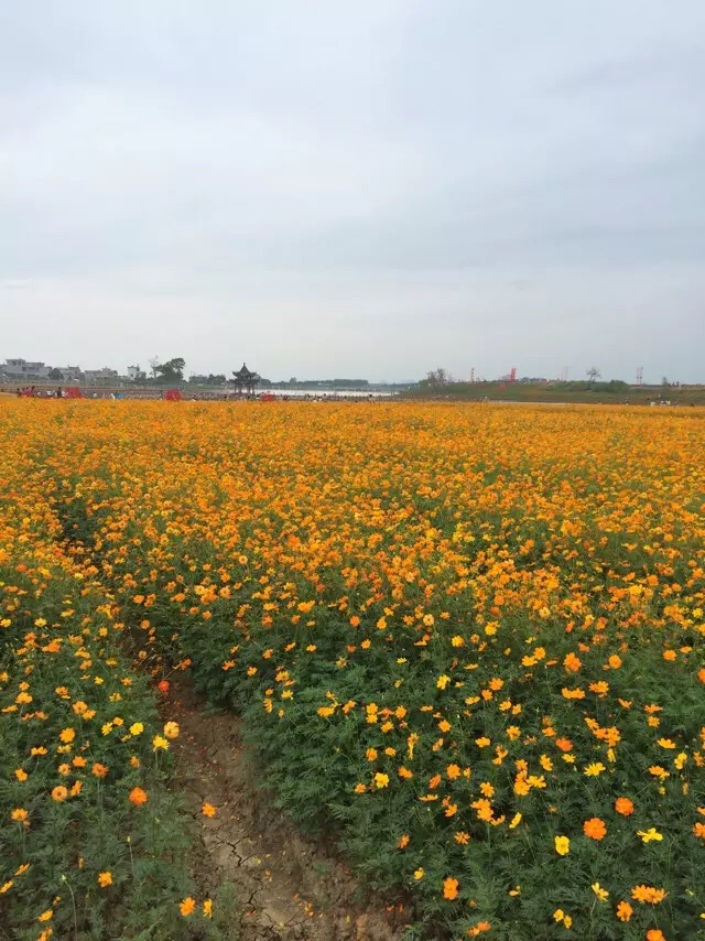 神仙湖花海