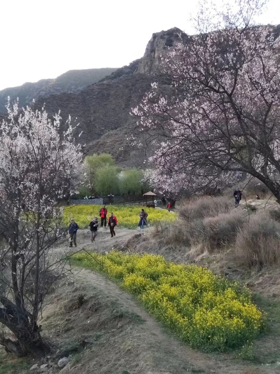 桃花沟