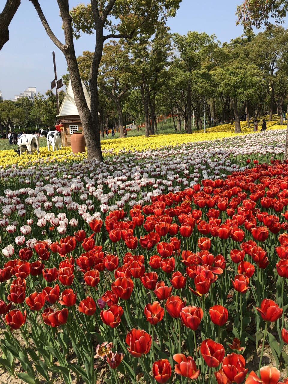 大宁郁金香公园