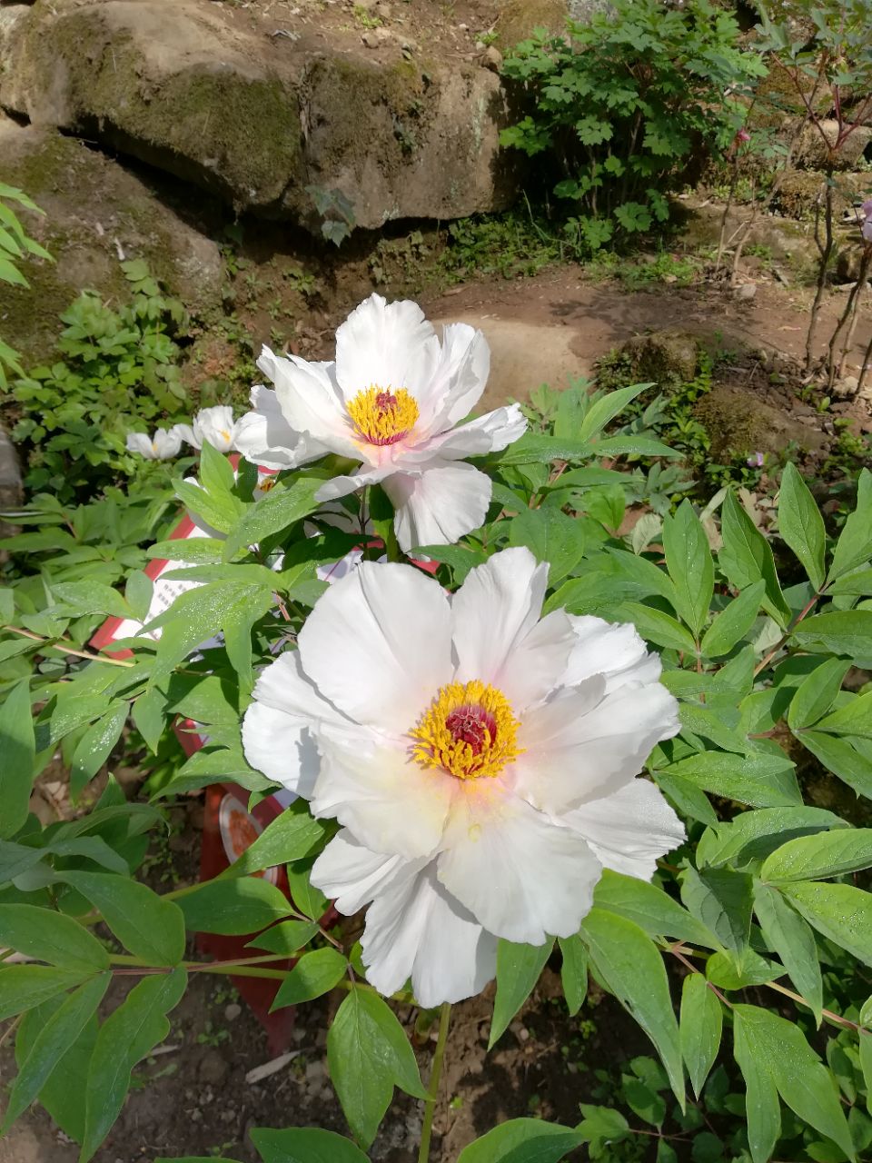 这里的牡丹花特漂亮.适合在这里休闲度假