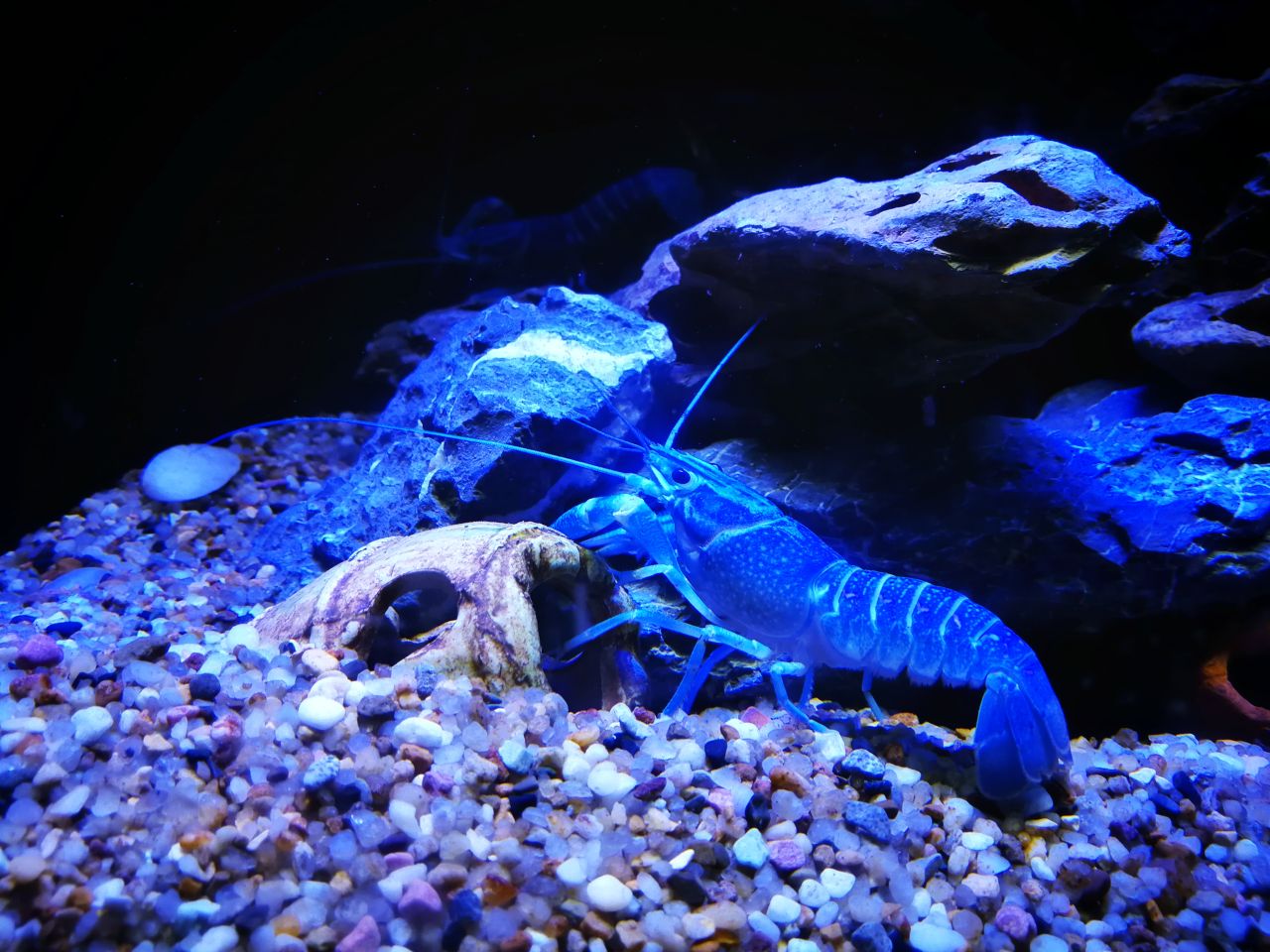 上海海洋水族馆