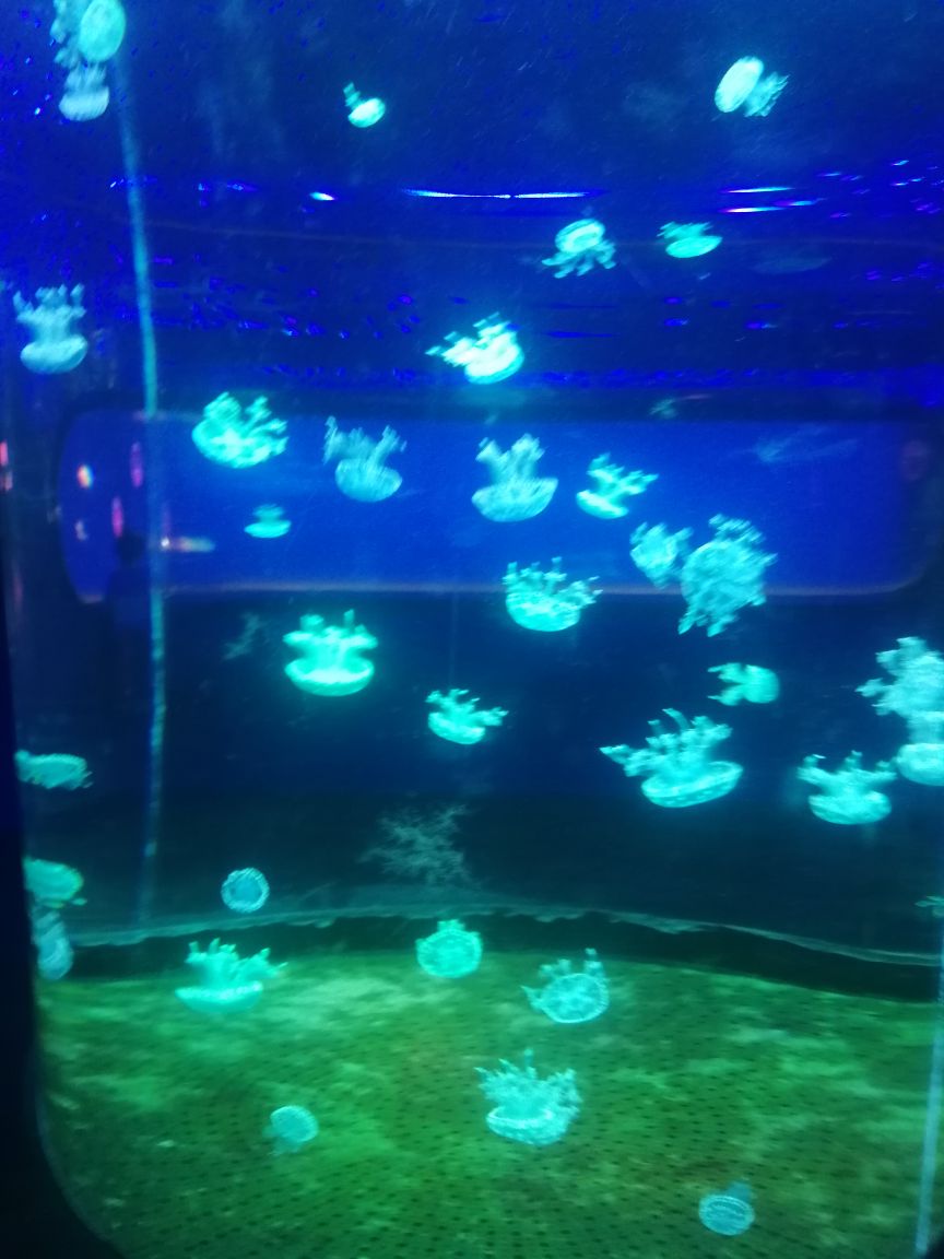 上海海洋水族馆