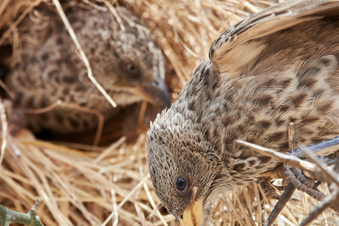 "织巢鸟"(sociable weaver),它们大小和外观都长得非常像麻雀,常以