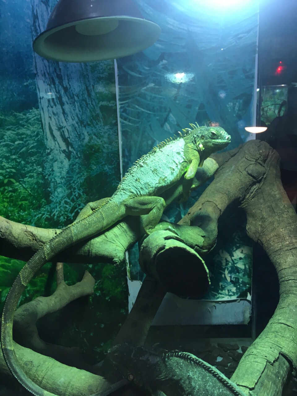 长隆飞鸟乐园