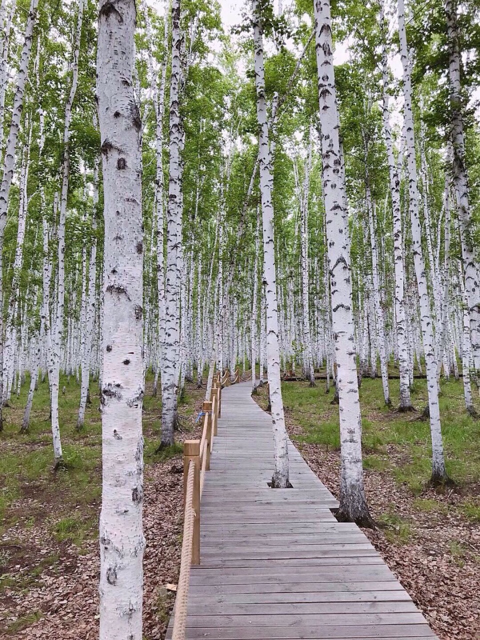 游玩白桦林什么季节比较好?