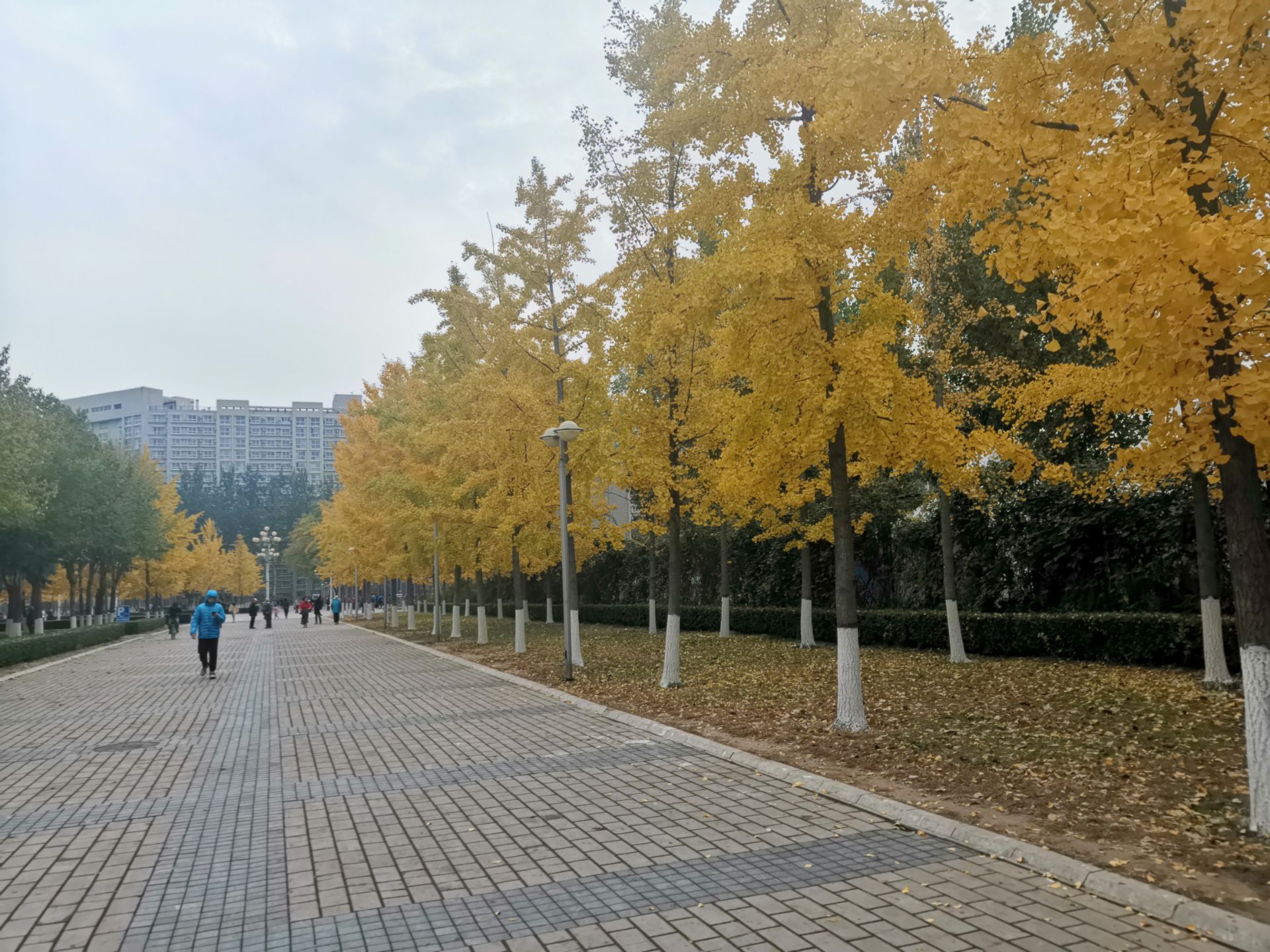 就住在北京科技大学附近,校园算不上很大,但是秋天的风景很美,校园里