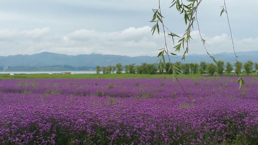 草海