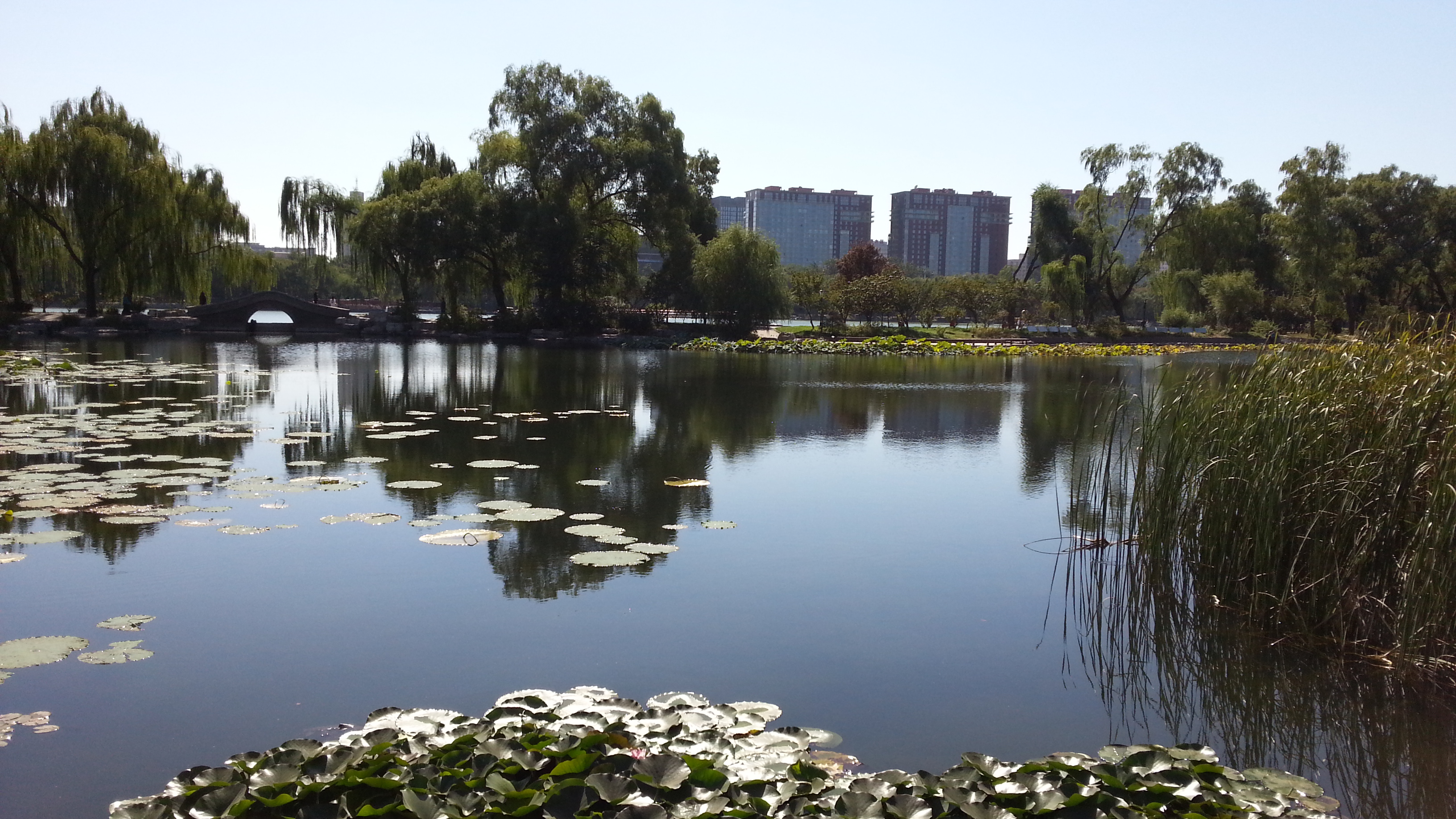 北京：玉渊潭公园成花的海洋 美轮美奂