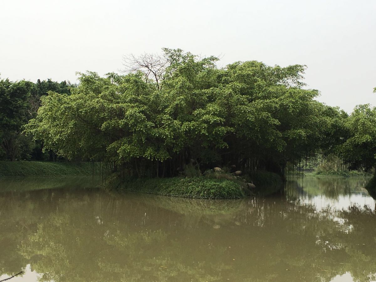 广东最神奇的生态景点，巴金写的“鸟的天堂”原来在这！你知道吗