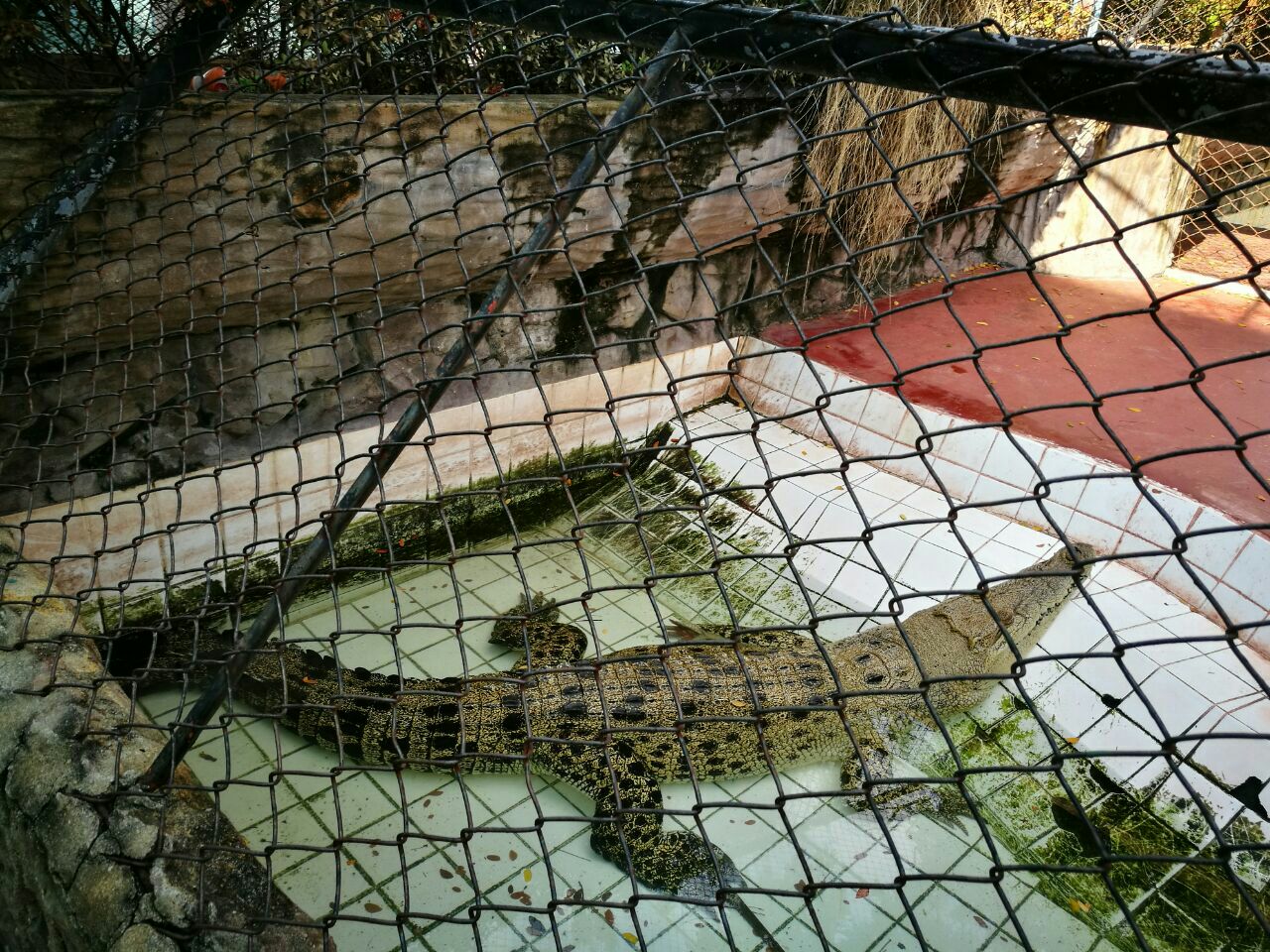 北榄鳄鱼湖动物园