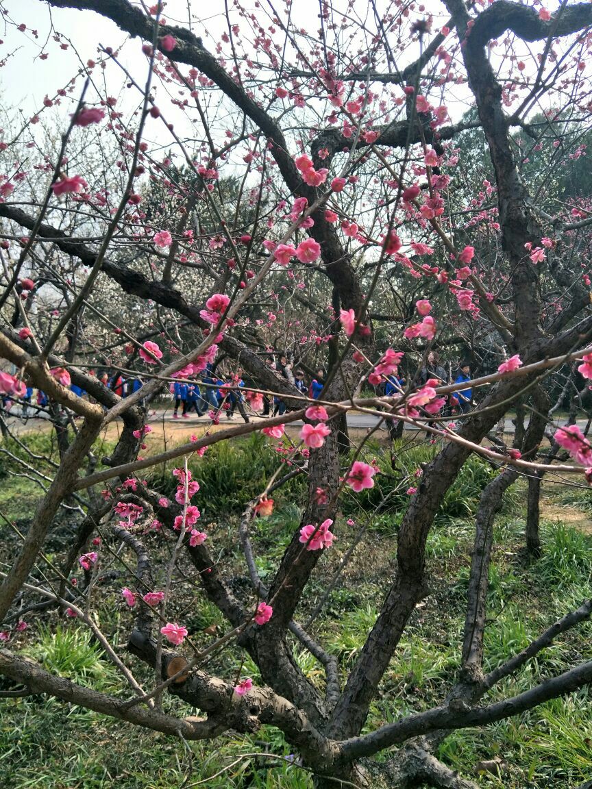 梅花山