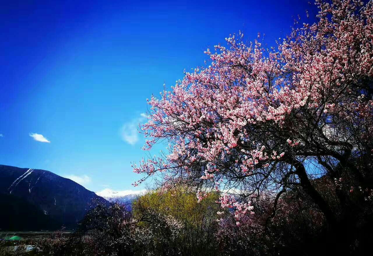 嘎拉桃花村