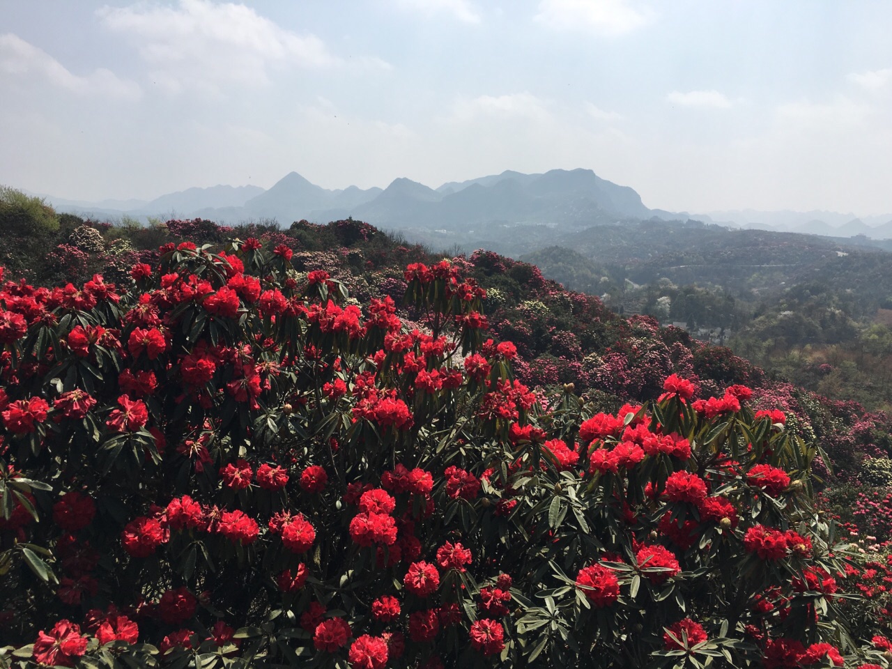 百里攻略风景区旅游景点攻杜鹃第五略图人格图片