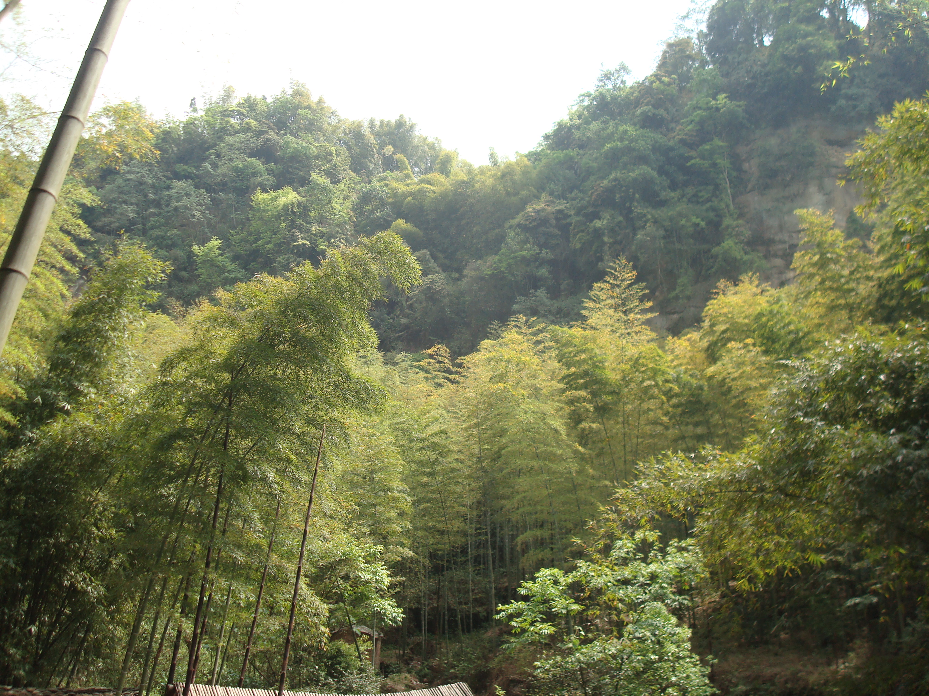 荣县花龙沟竹海攻略,荣县花龙沟竹海门票/游玩攻略