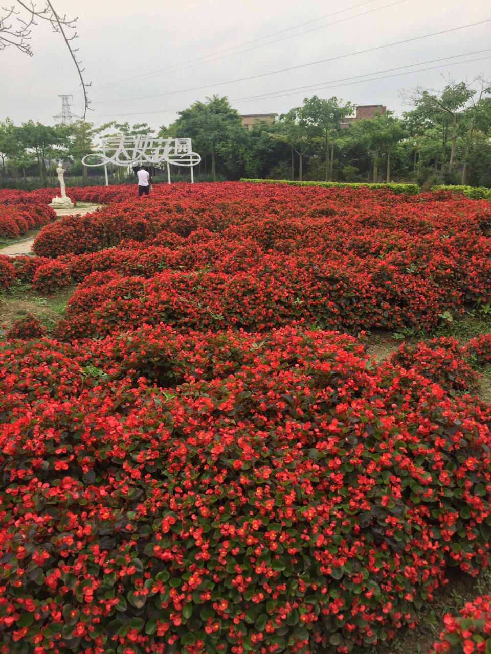 花都香草世界旅游景点攻略图