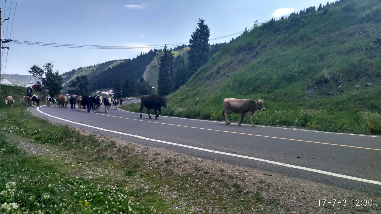 南山牧场