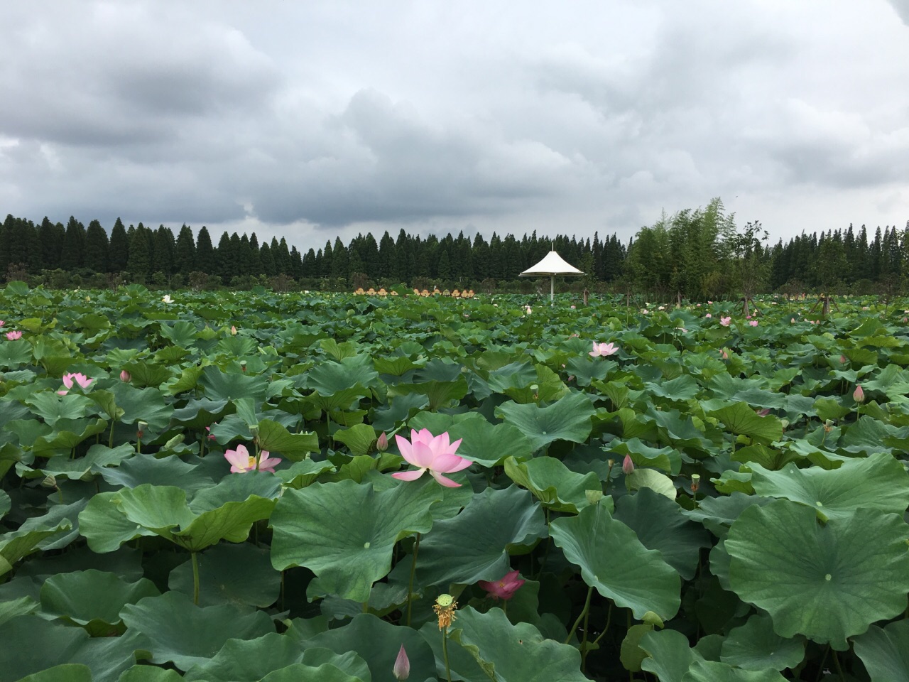 崇明区荷花博览园好玩吗,崇明区荷花博览园景点怎么样_点评_评价