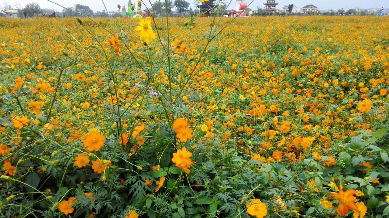 桃源枫林花海好玩吗,桃源枫林花海景点怎么样_点评_评价【携程攻略】