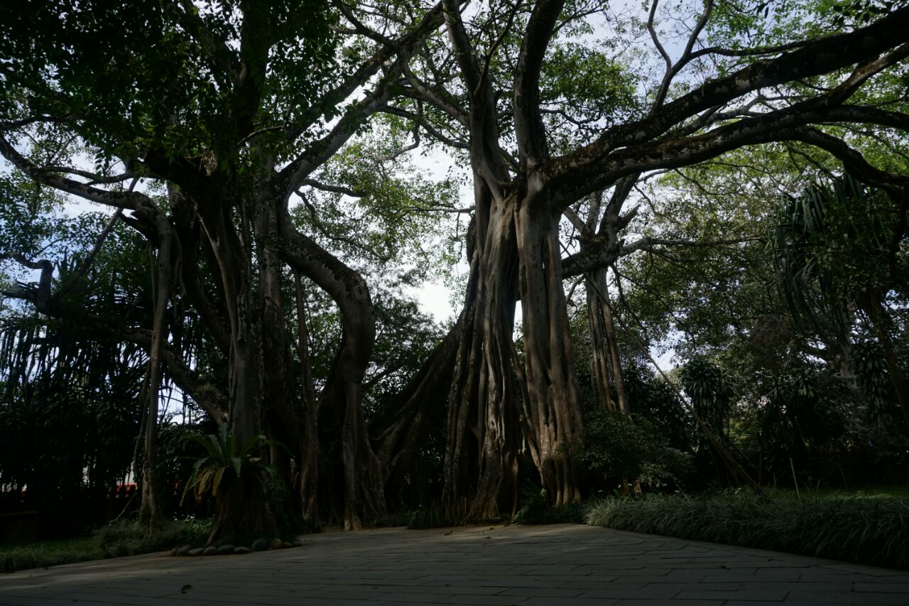 瑞丽芒令独树成林好玩吗,瑞丽芒令独树成林景点怎么样_点评_评价