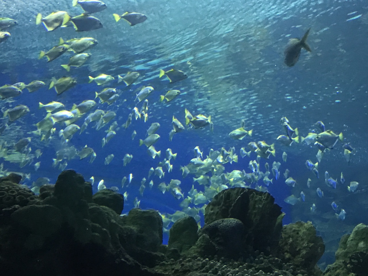吉隆坡水族馆