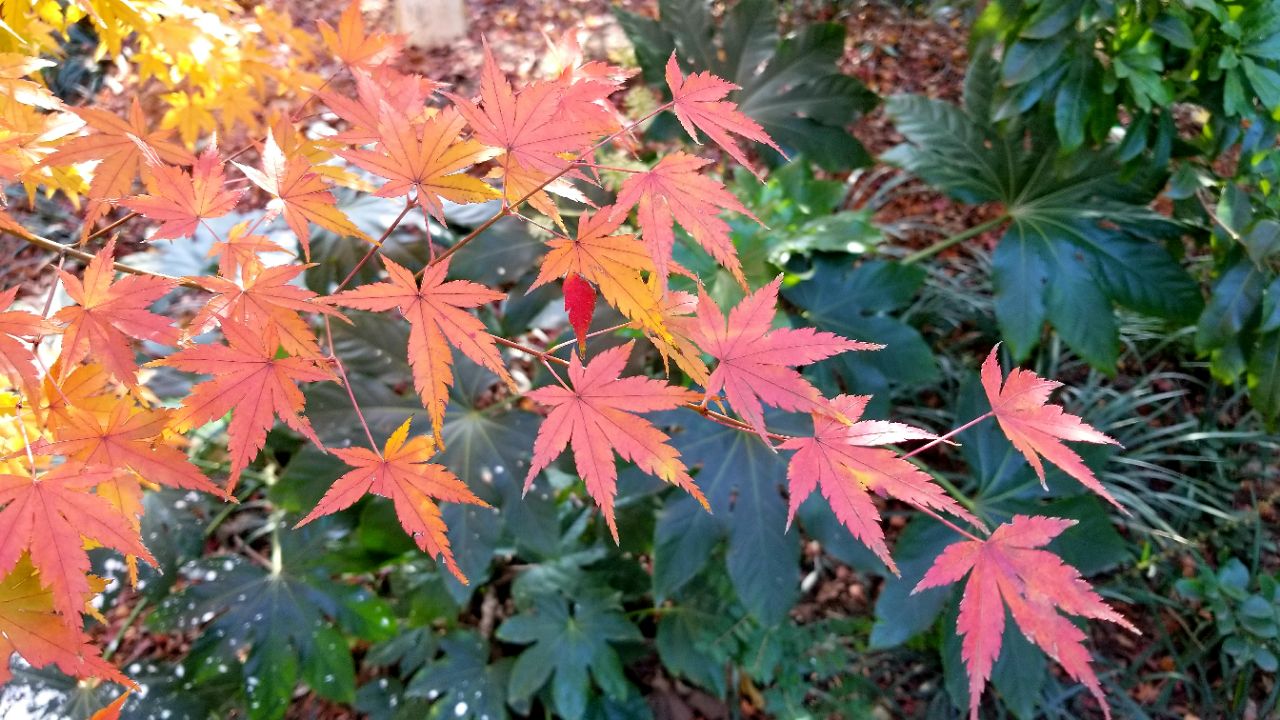 凤凰沟风景如画,暖暖的秋日,斑斓的色彩,五彩的枫叶,金色的大道,美不