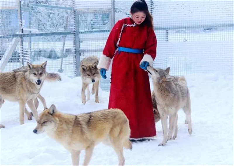 驯鹿雪橇,美女野狼,野三坡的冰雪世界诚意十足