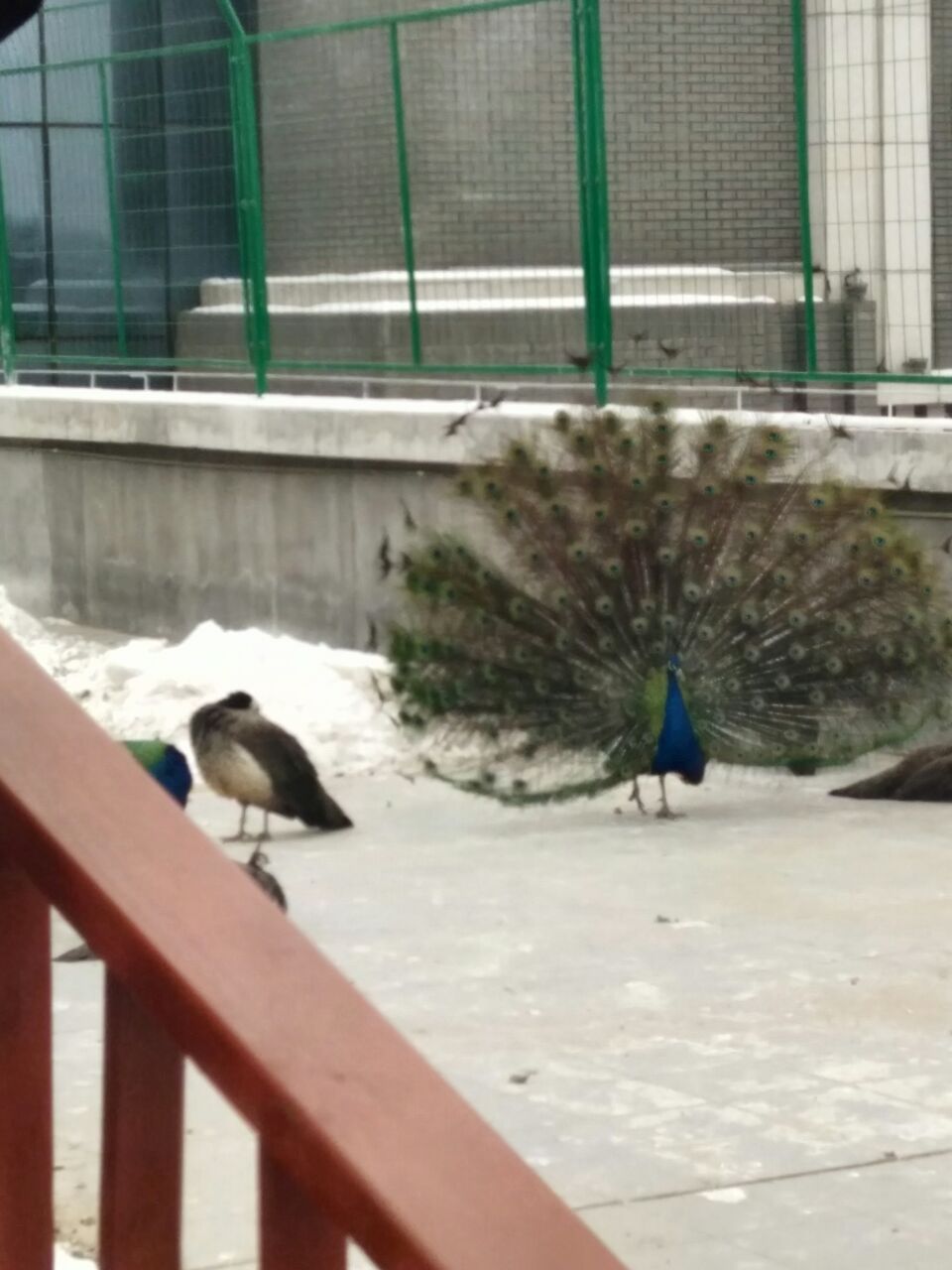 金延安萌萌宠动物园