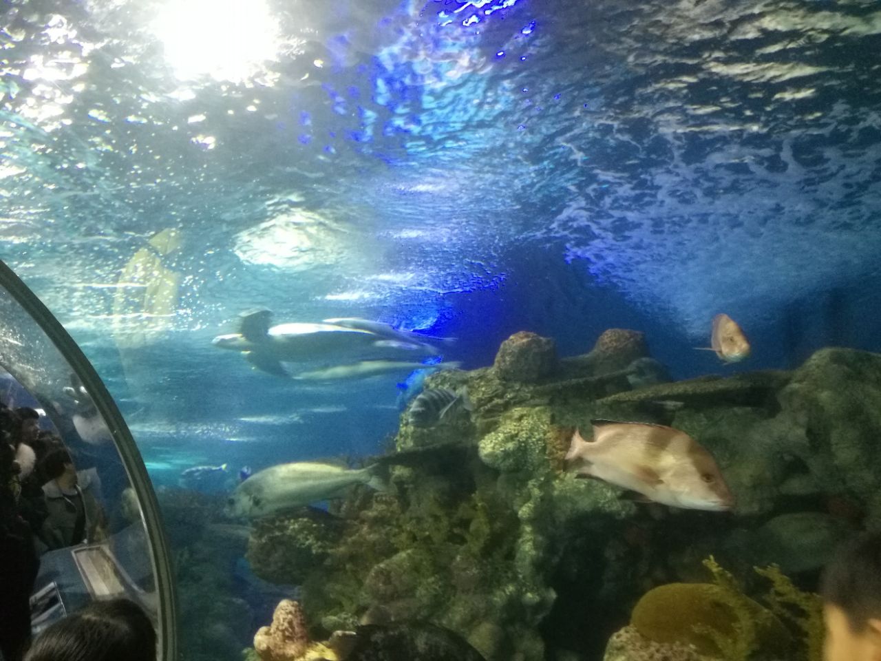 2019上海海洋水族馆_旅游攻略_门票_地址_游记点评
