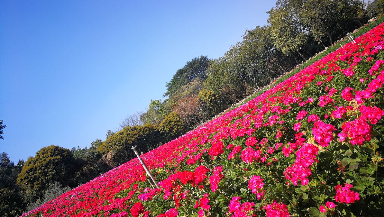 东莞梦幻百花洲好玩吗,东莞梦幻百花洲景点怎么样