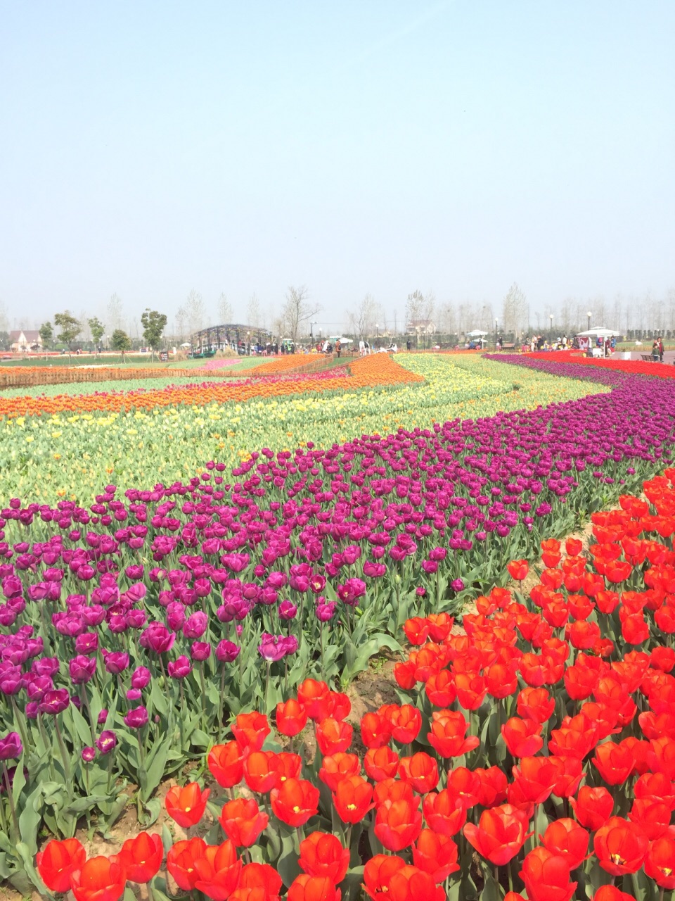 盐城荷兰花海好玩吗,盐城荷兰花海景点怎么样_点评