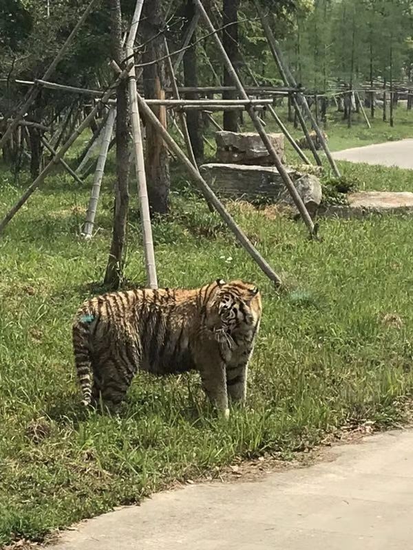 上海野生动物园是上海小朋友观看猛兽,看动物表演,和动物亲密接触的