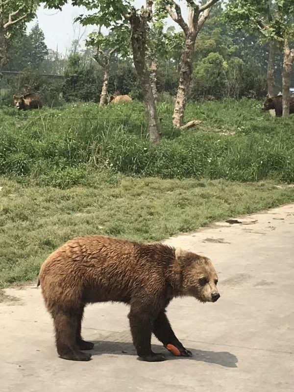 上海野生动物园是上海小朋友观看猛兽,看动物表演,和动物亲密接触的