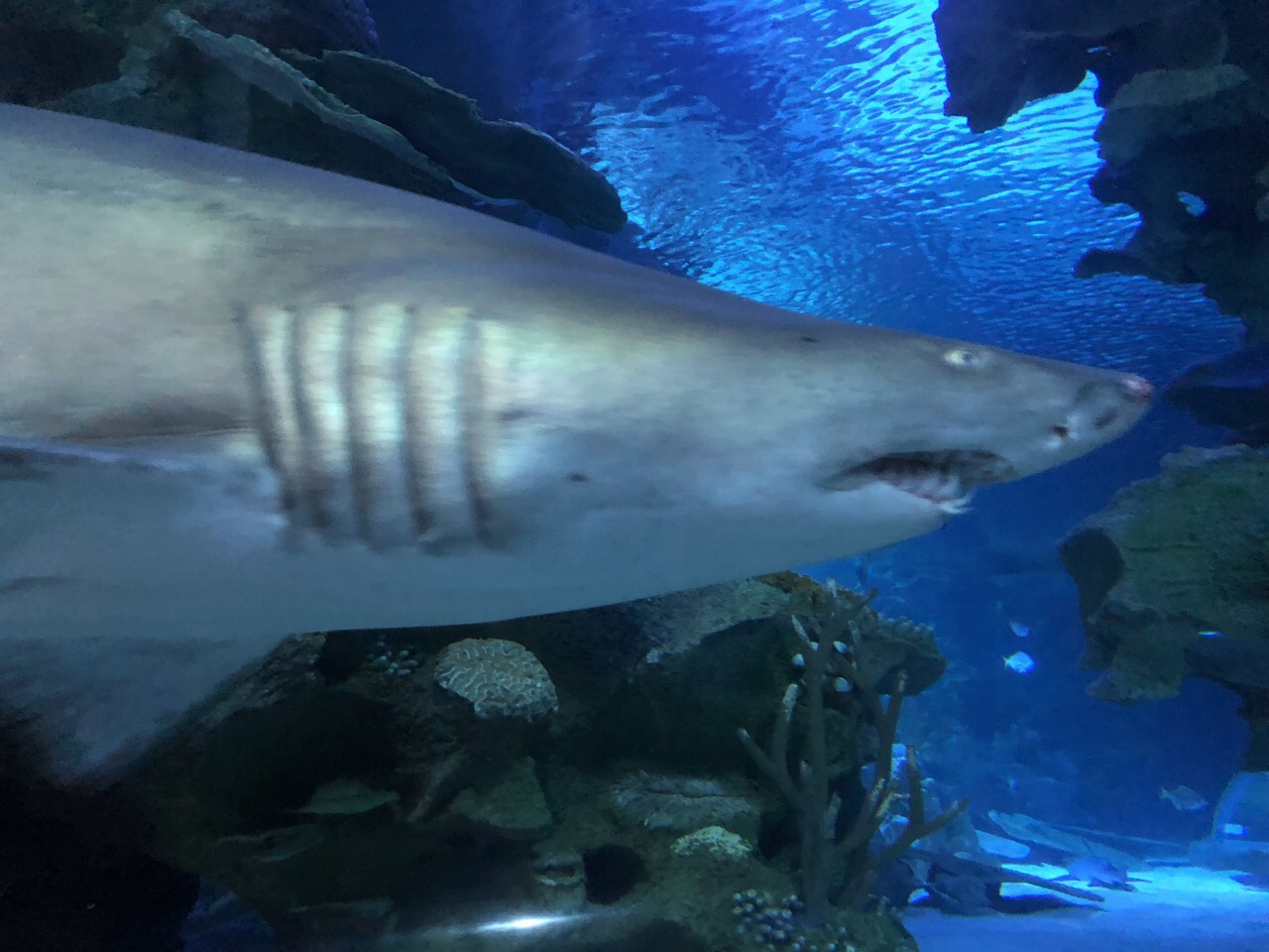 吉隆坡水族馆