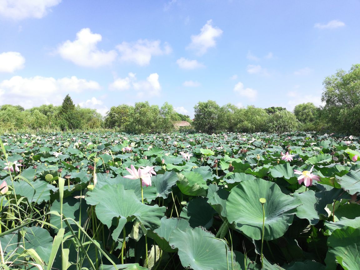 图影生态湿地文化园