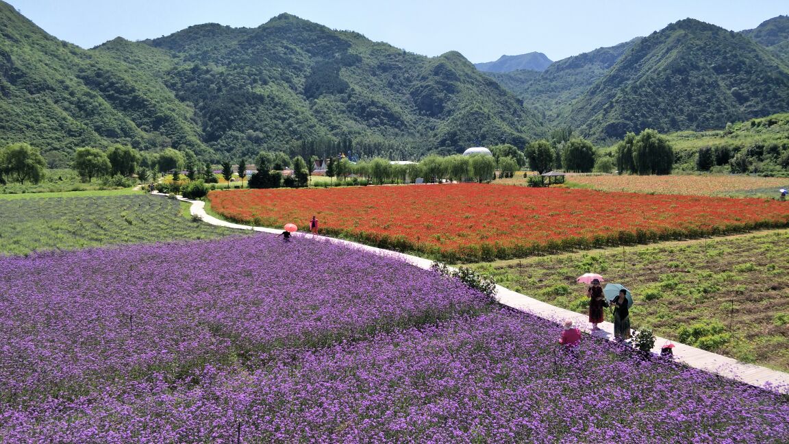 密云人间花海薰衣草庄园