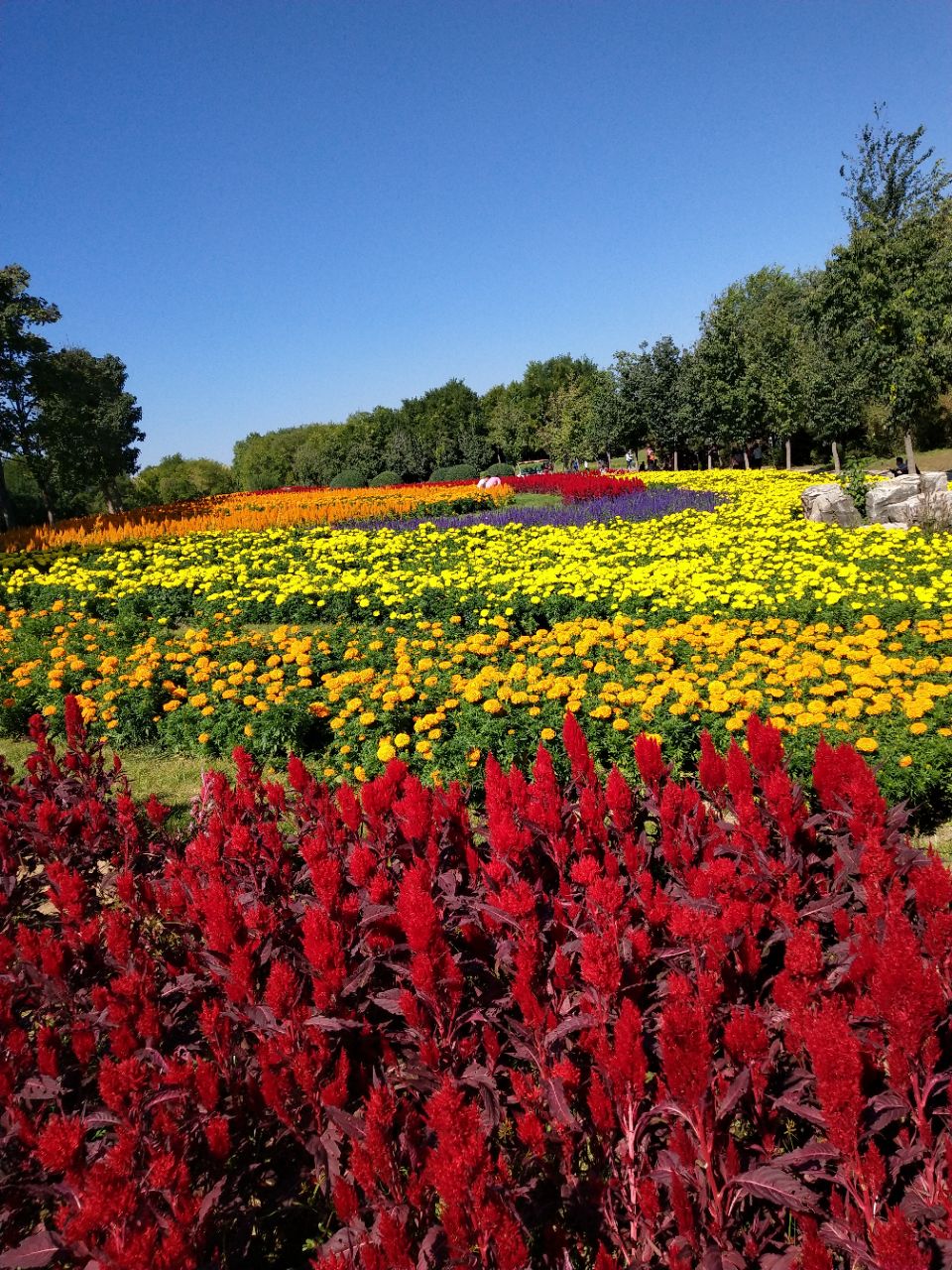 顺义区北京国际鲜花港好玩吗,顺义区北京国际鲜花港样