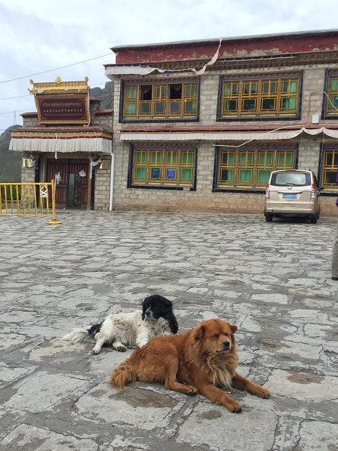 感叹藏传佛教的博大精深,赞叹西藏如画般的景西安8月旅游攻略图片