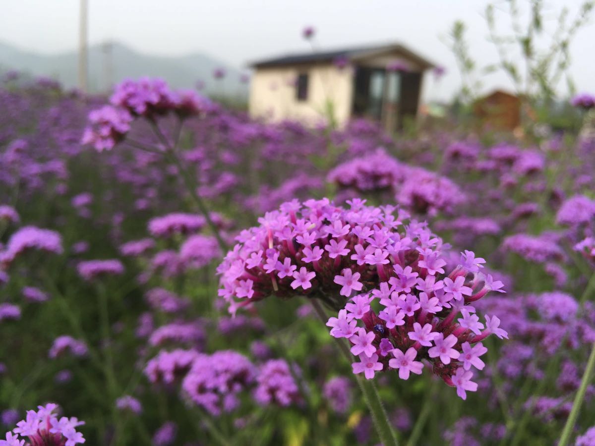 四季花海