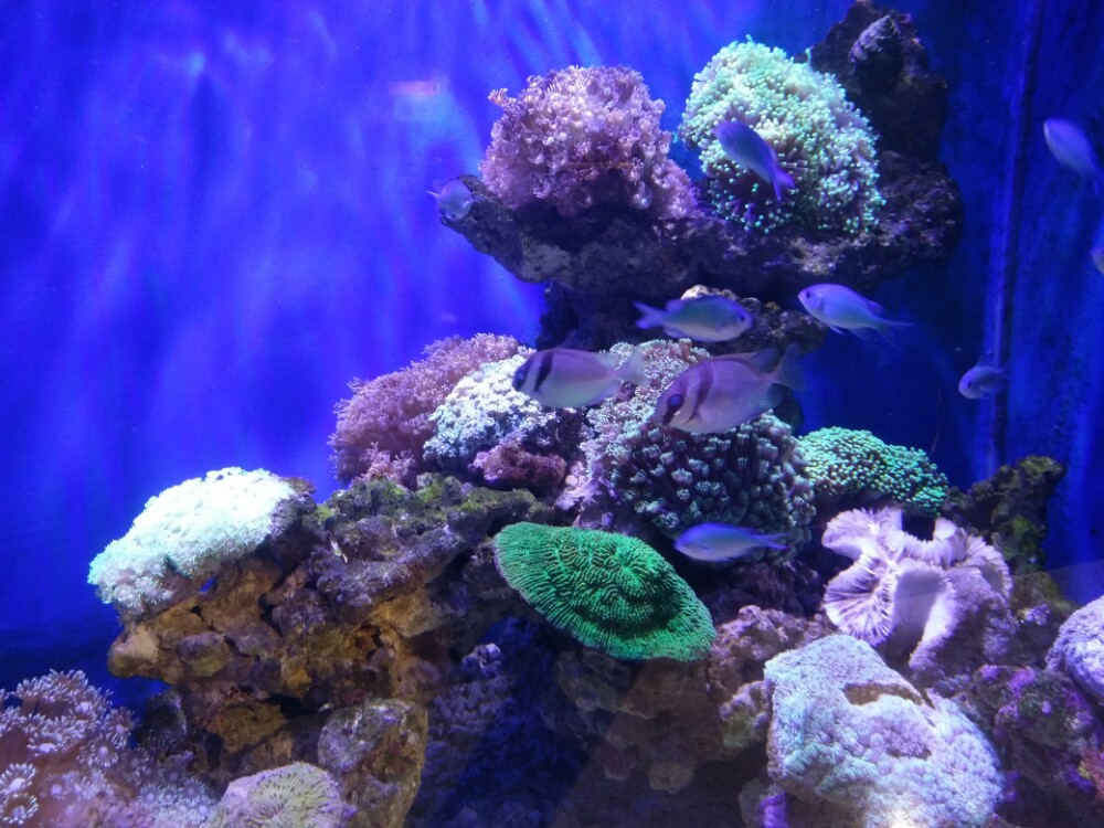 石家庄海底世界门票