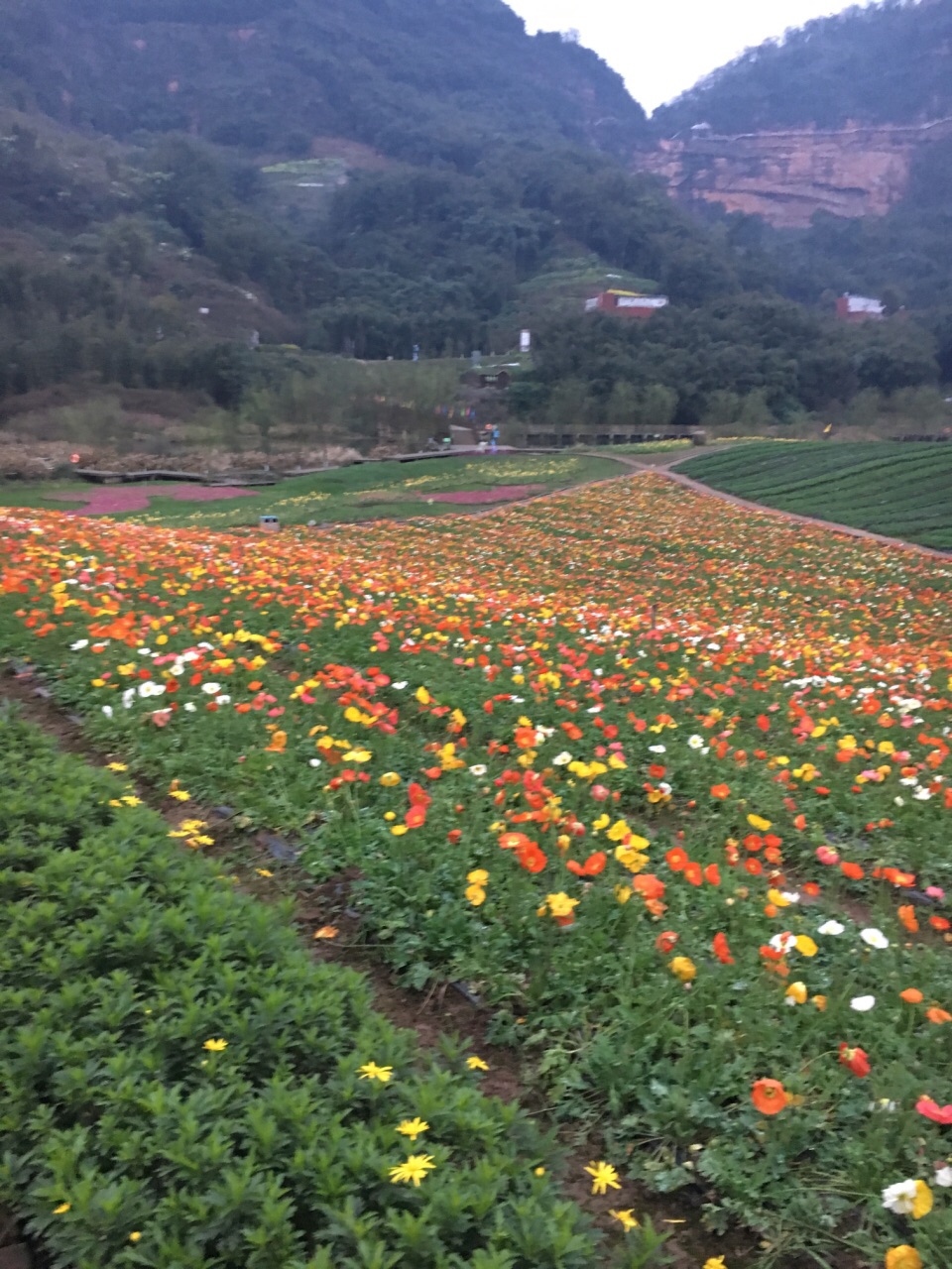 清溪谷旅游区花田酒地景区