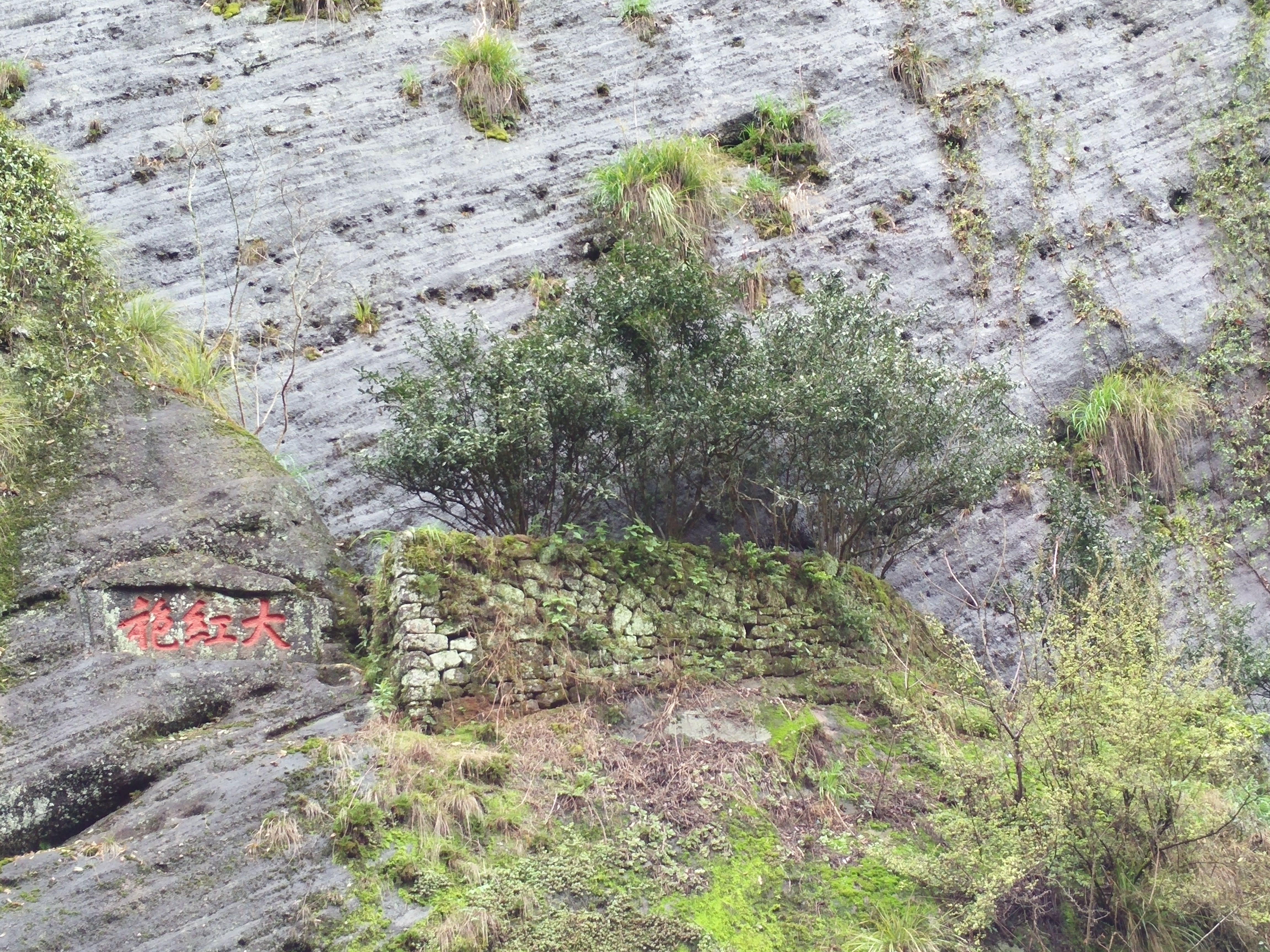 【携程攻略】武夷山大红袍景区好玩吗,武夷山大红袍景区景点怎么样