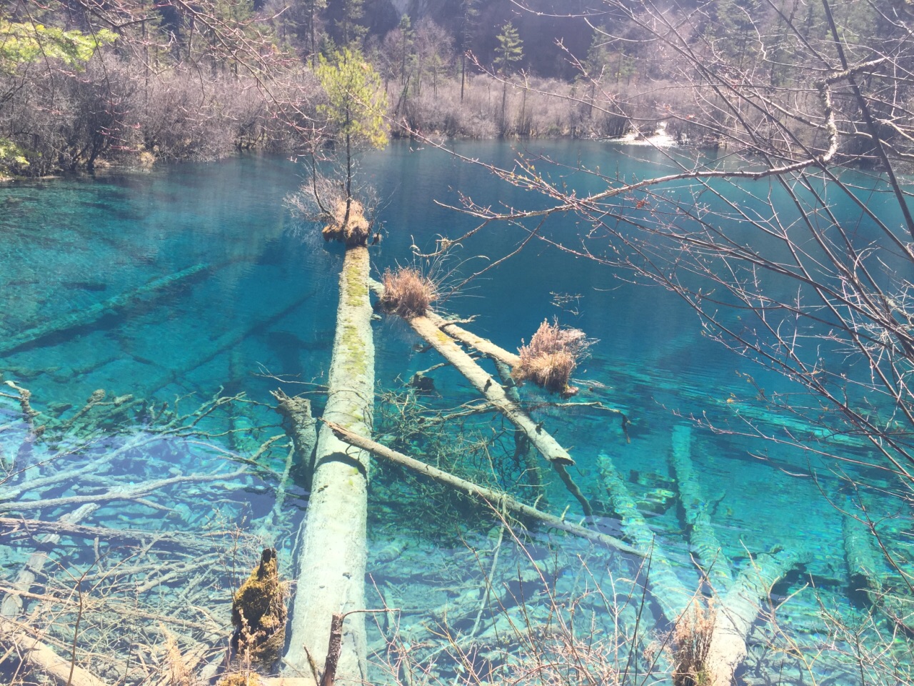 2019青龙海游玩攻略,.面的树木是经过很多年的矿.【去哪儿攻略】