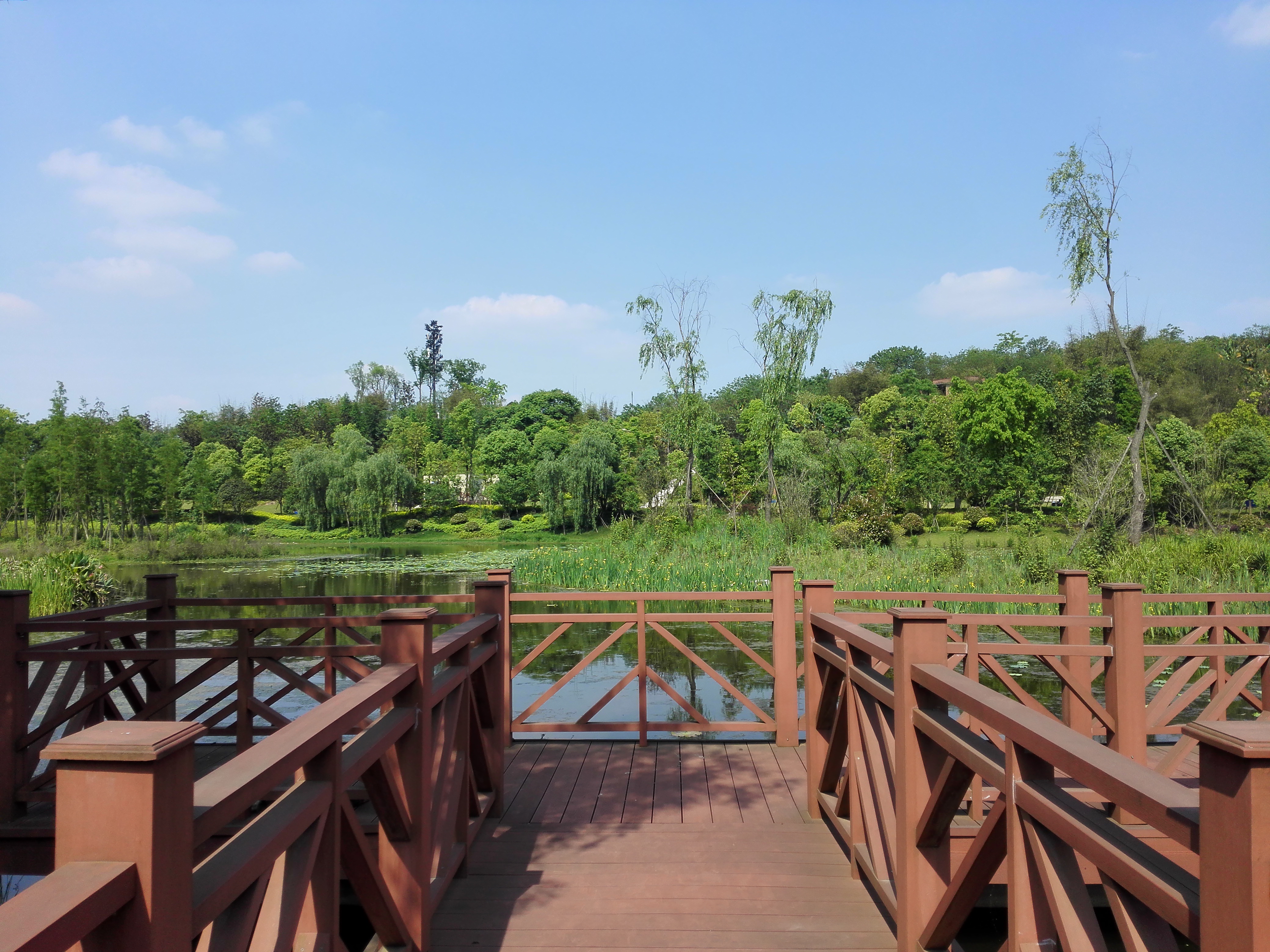 初夏的卧龙湖湿地公园