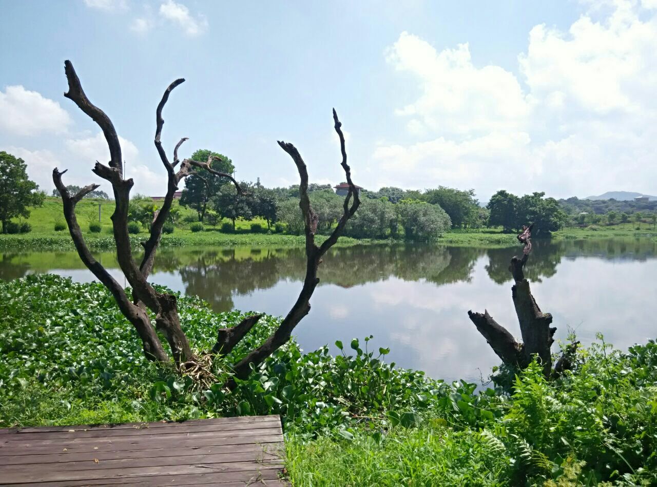 【携程攻略】增城区鹤之洲湿地公园景点,增城鹤之洲